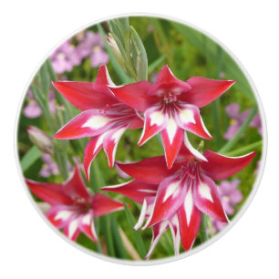 Red and White Gladiolas Summer Botanical Ceramic Knob
