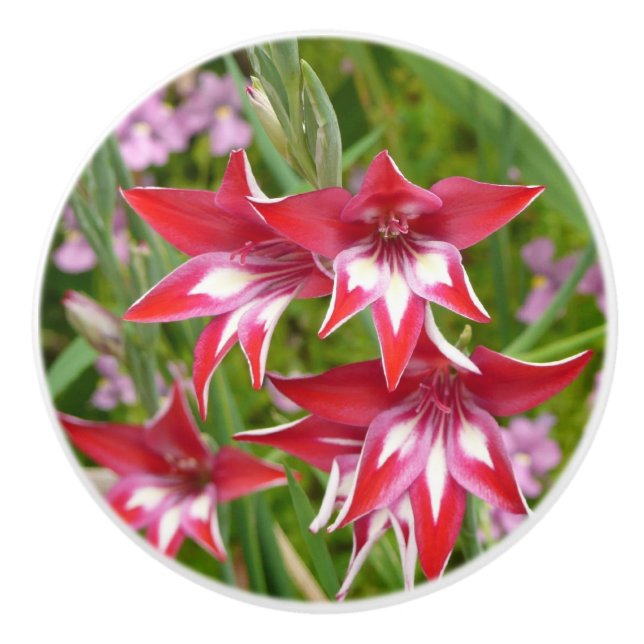 Red and White Gladiolas Summer Botanical Ceramic Knob (Front)