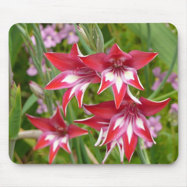 Red and White Gladiolas Summer Botanical Mouse Mat (Front)