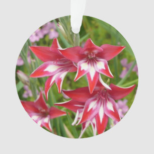 Red and White Gladiolas Summer Botanical Ornament