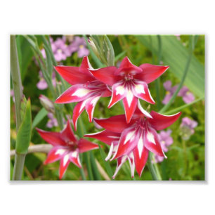Red and White Gladiolas Summer Botanical Photo Print
