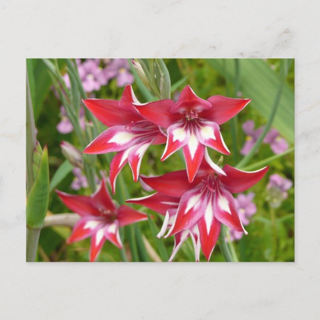 Red and White Gladiolas Summer Botanical Postcard (Front)