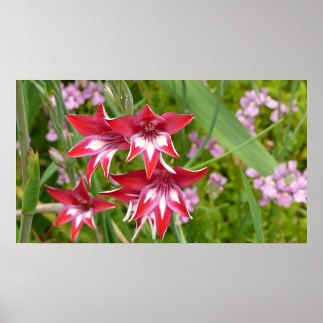 Red and White Gladiolas Summer Botanical Poster (Front)