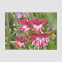 Red and White Gladiolas Summer Botanical