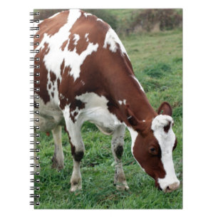 Red and White Holstein grazing Notebook