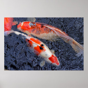 Red and white koi carp poster