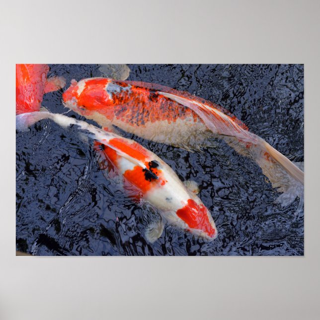 Red and white koi carp poster (Front)