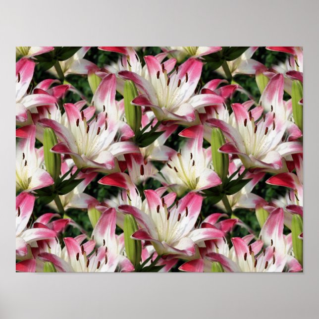 Red And White Lily Flowers Poster (Front)