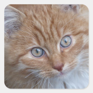 Red and White, Long-haired, Tabby Cat Face Square Sticker