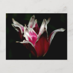 Red and White on Black Postcard