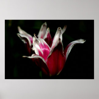 Red and White on Black Poster