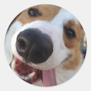 Red and White Pembroke Welsh Corgi Classic Round Sticker