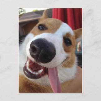 Red and White Pembroke Welsh Corgi Postcard