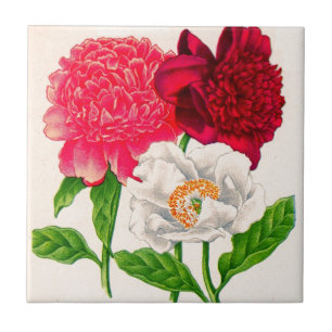 red and white peony tile