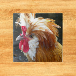 Red and White Polish Chicken Tile
