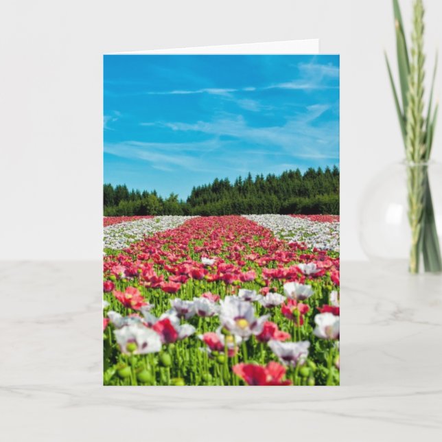 Red and White Poppy Field Card (Front)