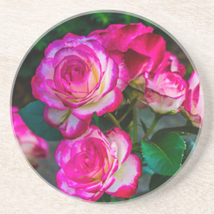 Red and White Rose Coaster