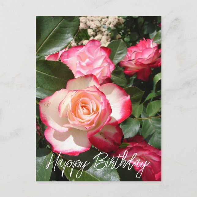 Red and White Rose Flower Floral Roses Card (Front)