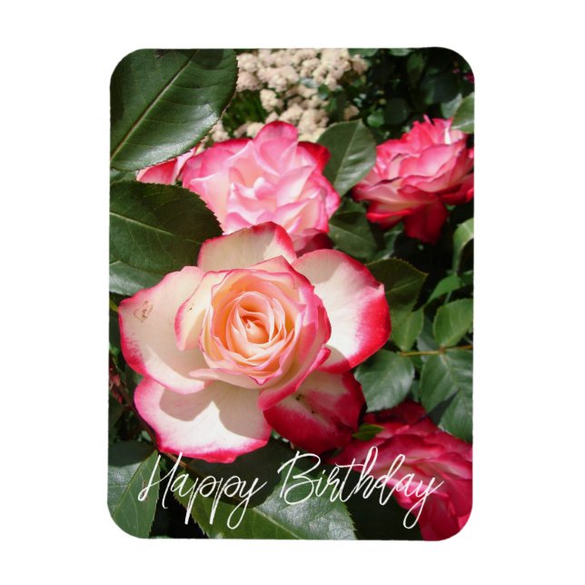 Red and White Rose Flower Floral Roses Card Magnet (Vertical)