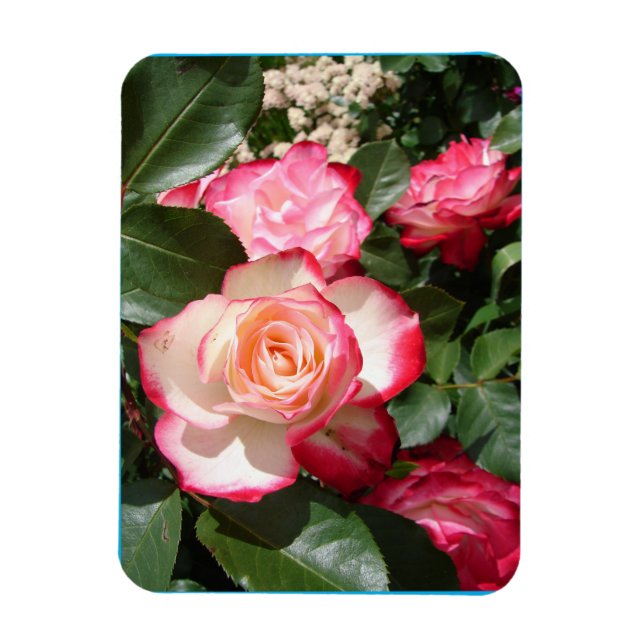 Red and White Rose Flower Floral Roses Card Magnet (Vertical)