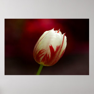 Red and White Solitary Tulip Poster