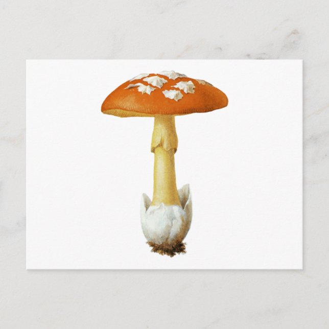 Red And White Spotted Mushroom Postcard (Front)