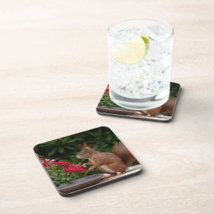 Red and White Squirrel with Red Flower Bush Coaster