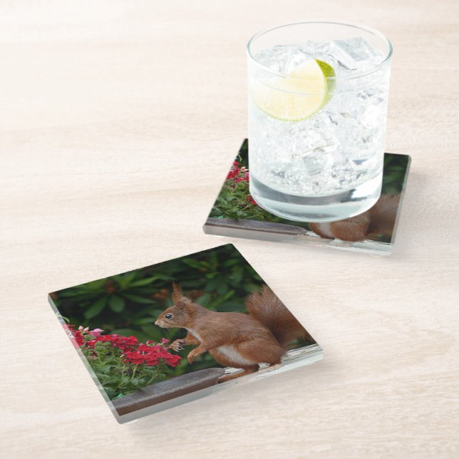 Red and White Squirrel with Red Flower Bush Glass Coaster (Angled)