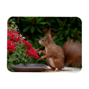 Red and White Squirrel with Red Flower Bush Magnet