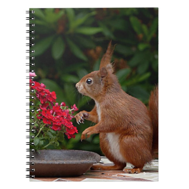 Red and White Squirrel with Red Flower Bush Notebook (Front)