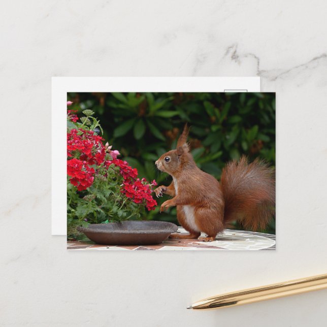 Red and White Squirrel with Red Flower Bush Postcard (Front/Back In Situ)