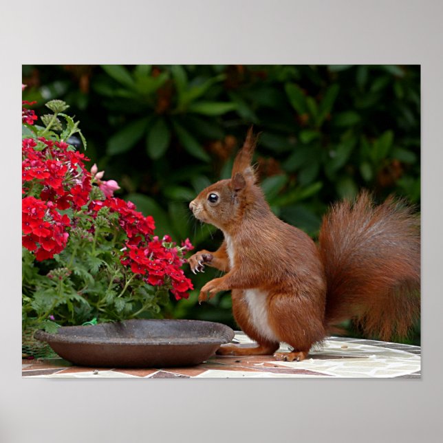 Red and White Squirrel with Red Flower Bush Poster (Front)
