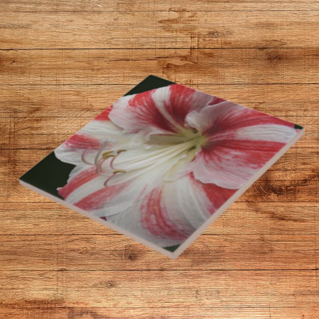 Red and White Striped Chrismas Amaryllis Floral Tile (In Situ)