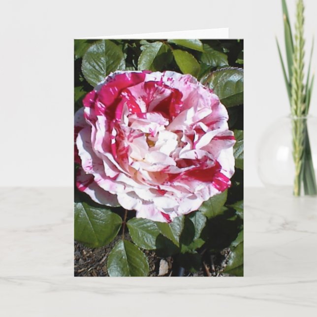 Red and White Striped Rose Card (Front)