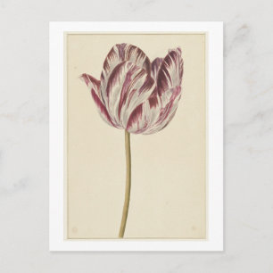 Red and white tulip (1700 - 1800) by anonymous  postcard