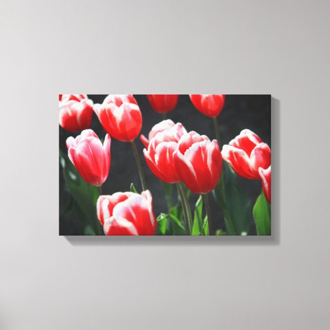 Red and white tulips canvas print (Front)