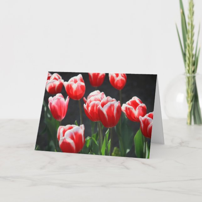 Red and white tulips card (Front)
