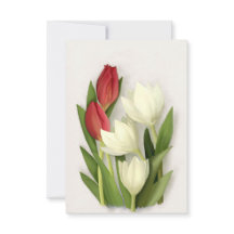 Red and White Tulips Floral