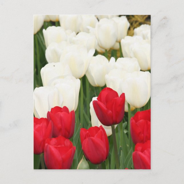 Red and White Tulips Postcard (Front)