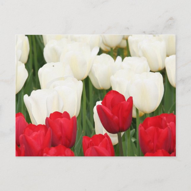 Red and White Tulips Postcard (Front)