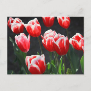 Red and white tulips postcard