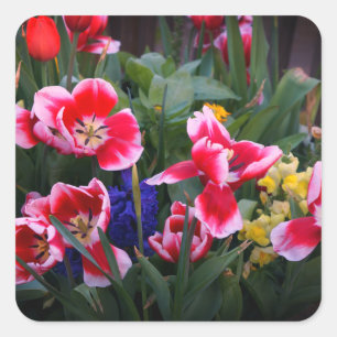 Red and White Tulips Stickers