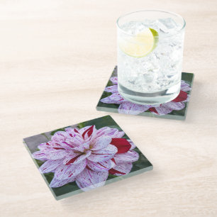 Red and White Variegated Dahlia Bloom Floral Glass Coaster