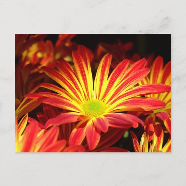 Red and Yellow chrysanthemum flowers customisable Postcard (Front)