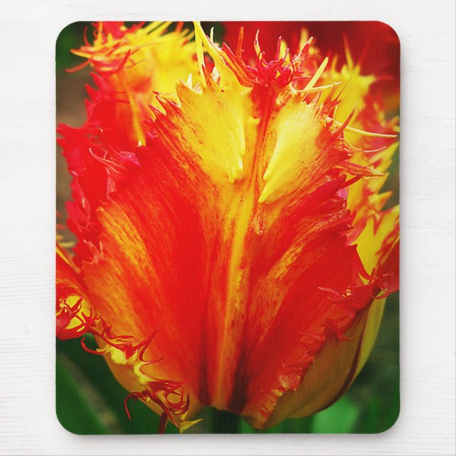 Red And Yellow Close-up  Curly Tulip Mouse Mat (Front)