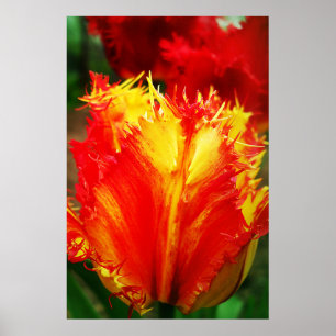Red And Yellow Close-up Curly Tulip Poster