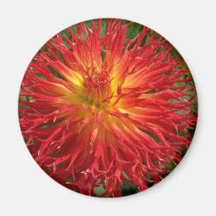 Red And Yellow Crazy Dahlia Multiple Items Magnet