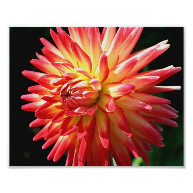 Red And Yellow Dahlia 10x8 Flower Close Up Photo Print (Front)