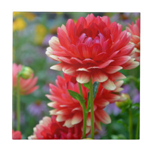 Red and yellow dahlia flowers tile