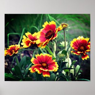 Red And Yellow Gaillardia Blanket Flower Poster